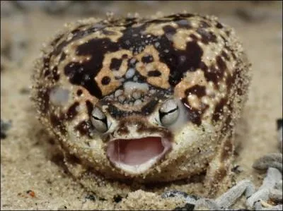 Cette petite grenouille des pluies du Namaqua, en Afrique, possde une particularit :