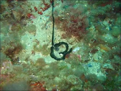 La bonellie verte est un ver marin d'environ un mtre de long qui vit enfoui dans le sable, la femelle a trouv une faon originale de se reproduire !