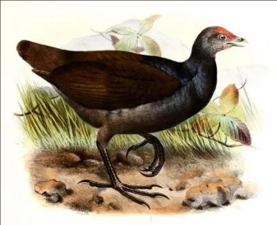 Le mgapode mlansien est un oiseau trs tonnant !