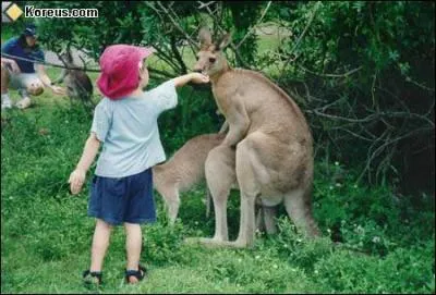 Sur cette question nous allons parler de l'tre humain, qui, ne l'oublions pas, est un primate : En Australie une loi autorise une personne  avoir une relation sexuelle avec un kangourou  condition ...