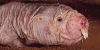 Bon d'accord, vous prfrez Clara Morgan ou Katy Perry, il n'empche que le rat-taupe est un mammifre unique :
