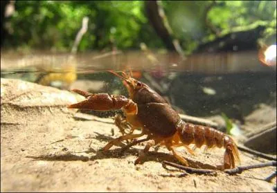 Lorsque vous aurez trouv la rponse, peut-tre ne mangerez-vous plus d'crevisses !