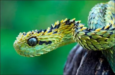 La plupart d'entre vous connat le mamba noir ou vert, le tapan du dsert ou les serpents de mer dont le venin est trs toxique, cette petite vipre africaine, l'athris du bush, a aussi une particularit ...