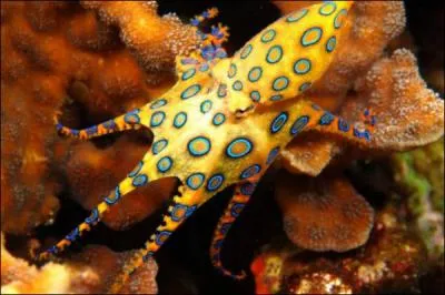 C'est une pieuvre minuscule et trs jolie, la pieuvre  anneaux bleus, elle est tellement petite, 10  15 centimtres maximum, que vous ne risquez pas grand chose  la manipuler !