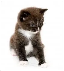 Et quel chaton demande-t-elle comme futur apprenti  Etoile de Feu ?