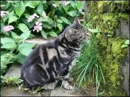 Quel est l'ancien mentor d'Eclair Noir ?