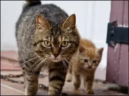 Qui a t le mentor de son neveu (ou de sa nice) ?