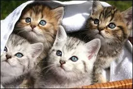 Et pour finir, combien y a-t-il d'apprentis au tome  Retour  l'tat sauvage  jusqu'  Coucher de Soleil  ?