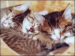 Quels chatons frre et soeur (ou soeur et soeur, ou frre et frre) sont morts avant mme de pouvoir devenir apprentis ?