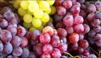 Le jus de raisin se transforme en vin sous l'action des :