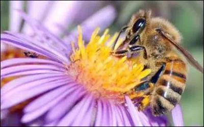  partir de quel lment de la plante les abeilles fabriquent-elles le miel ?