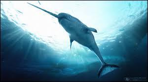 Un mammifre marin (ctac) est surnomm  La licorne des mers . Lequel ?