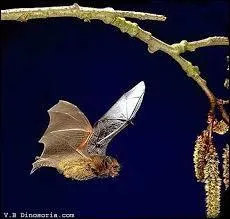 Est-il vrai que nous n'entendons pas le cri aigu de certaines chauves-souris ?