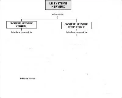 Les messages nerveux sont transmis du cerveau au reste du corps par une partie du systme nerveux faisant directement suite au bulbe rachidien. Quelle est cette partie du systme nerveux central ?