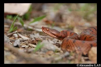 Ce serpent est une :