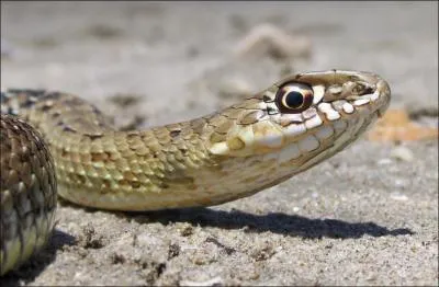 Ce serpent est une :