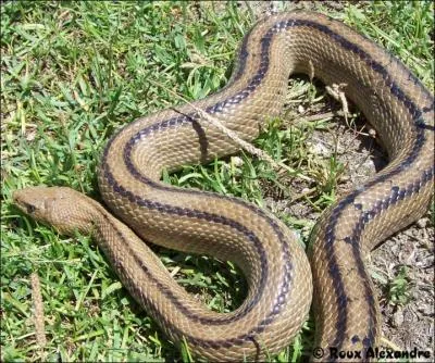 Ce serpent est une :