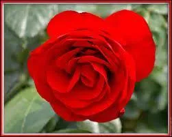  la Saint-Valentin, qu'allez-vous donner ?