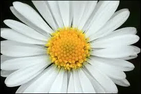 Avec quoi faites-vous des colliers ?