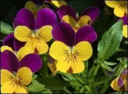 Une fleur qui peut avoir deux couleurs :