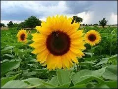 Quelle est la fleur qui se tourne en fonction du soleil ?