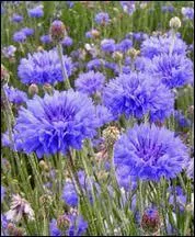 Quelle est cette fleur ?