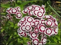 Quelles sont ces fleurs ?