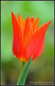 Quiz Fleurs