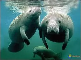 Quel est cet animal ?