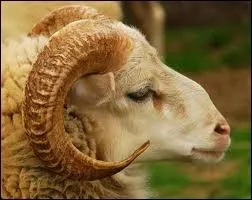 Quel est cet animal ?