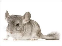 Quel est cet animal ?