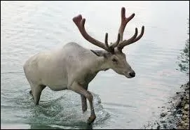 Quel est cet animal ?