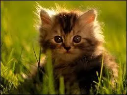 Quel est cet animal ? (facile et mignon pour la fin )