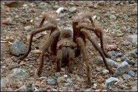 Quel est cet animal ? ( qui fais peur pour la fin )