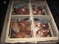 Il existe 4 chiffres ou codes, pour indiquer le mode d'levage des poules pondeuse