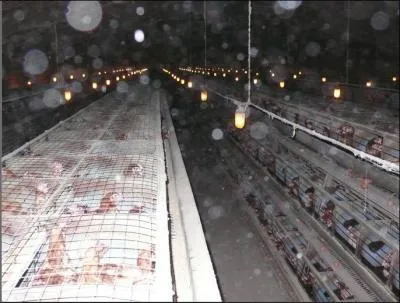 Les diffrents modes d'levages sont : En cage ou batterie, au sol ou en volires, en plein air ou bio.