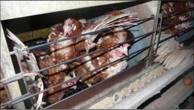 Les poules leves en batteries ne sortent jamais  l'extrieur, elles ne voient jamais la lumire du jour, leurs becs sont coups, elles vivent dans un espace grand comme une feuille A4 (16 poules au mtre carr)