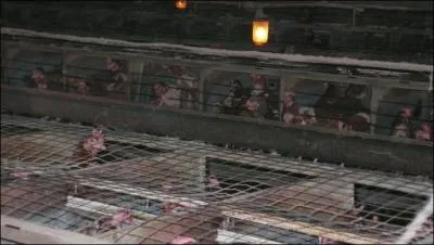 Les poules leves au sol vivent dans un espace grand comme 2 feuilles A4 (9 poules au m2) Elles ne sortent pas  l'extrieur, ne voient pas la lumire du jour. Leurs becs sont souvent coups, ce qui est une opration trs douloureuse.