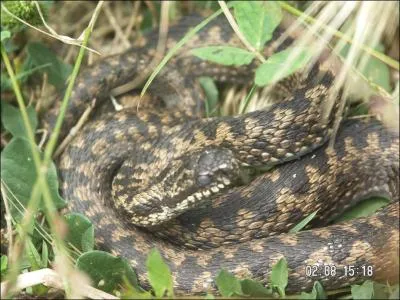 Quel est ce serpent?