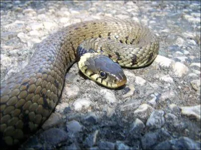 Quel est ce serpent?