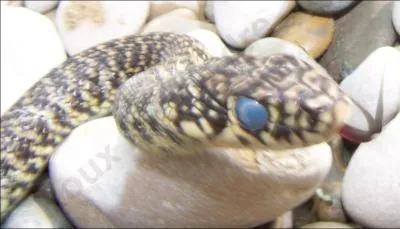 Quel est ce serpent?