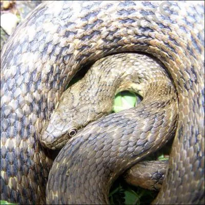 Quel est donc ce serpent?