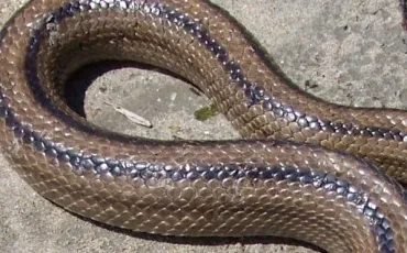 Quiz Serpents