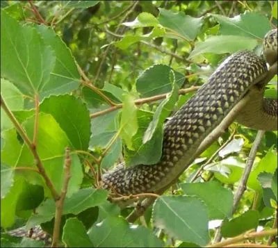 Quel est ce serpent?