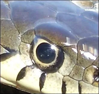 Quel est ce serpent?