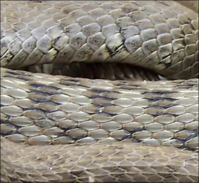 Quel est ce serpent?