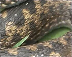 Quel est ce serpent?