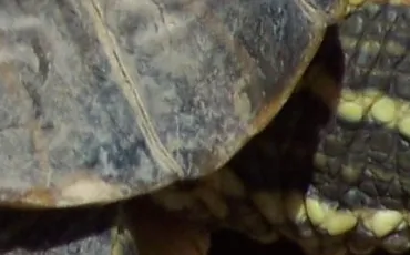 Quiz Tortues