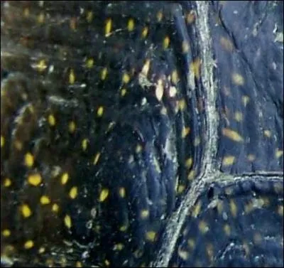 Quelle est cette tortue?