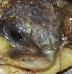 Quelle est cette tortue?